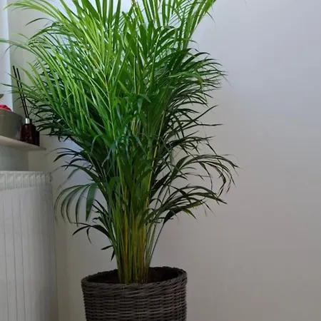 Casa Adriana 3* Eforie Sud (Constanta)